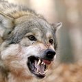 ФОТО | Волк сделал подкоп, забрался в хлев и задрал 19 овец
