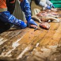 Ebaseaduslik kalaimport Venemaalt jätkub, ametkonnad midagi ette ei võta