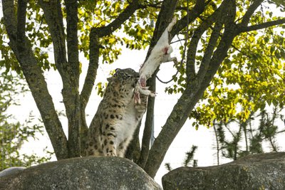 Lumeleopardipäev Tallinna loomaaias