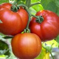 Miks tasub meil kasvuhoonesse valida just varajased tomatisordid?