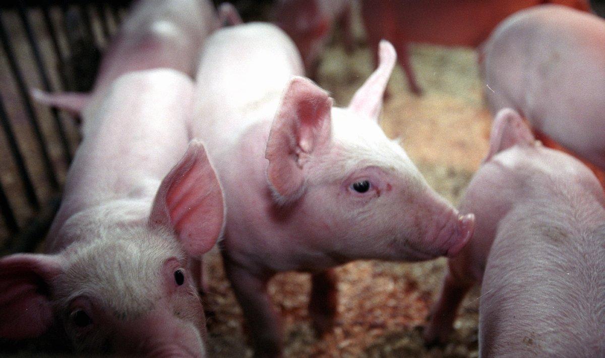 Ehkki kokkuostuhinnad on kerkinud, makstakse Eestis sealiha eest siiski veidi vähem kui mujal Euroopas.   