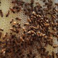 Mesilased oskavad hammustada — ja see on hea uudis!