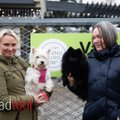 KÄPAD TÖÖL | Pärnu turu tööd koordineerivad must ja valge koer