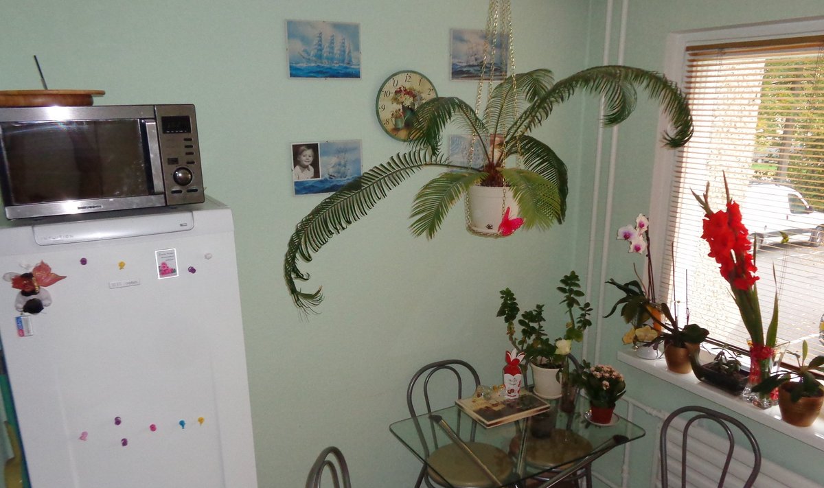 Fotovõistlus "Köök minu kodus": Väike ja lihtne köök