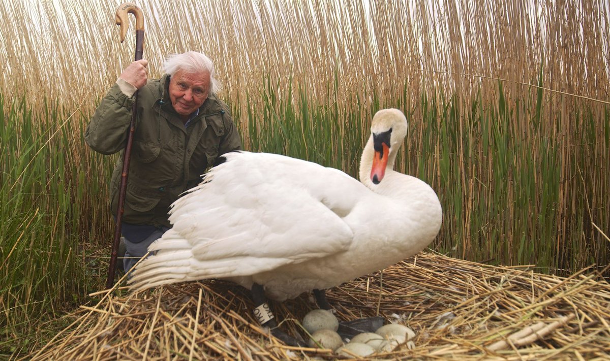 “Attenborough’ imelised linnumunad” räägib David Attenborough’ kirglikust huvist linnumunade vastu.