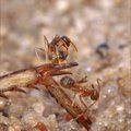 Sipelgate ülima töökuse saladus peitub laiskuses