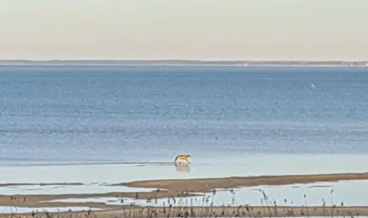 Hunt Lottemaa rannas.