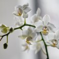Millal on parim aeg orhidee ümberistutamiseks? Kuidas seda teha?