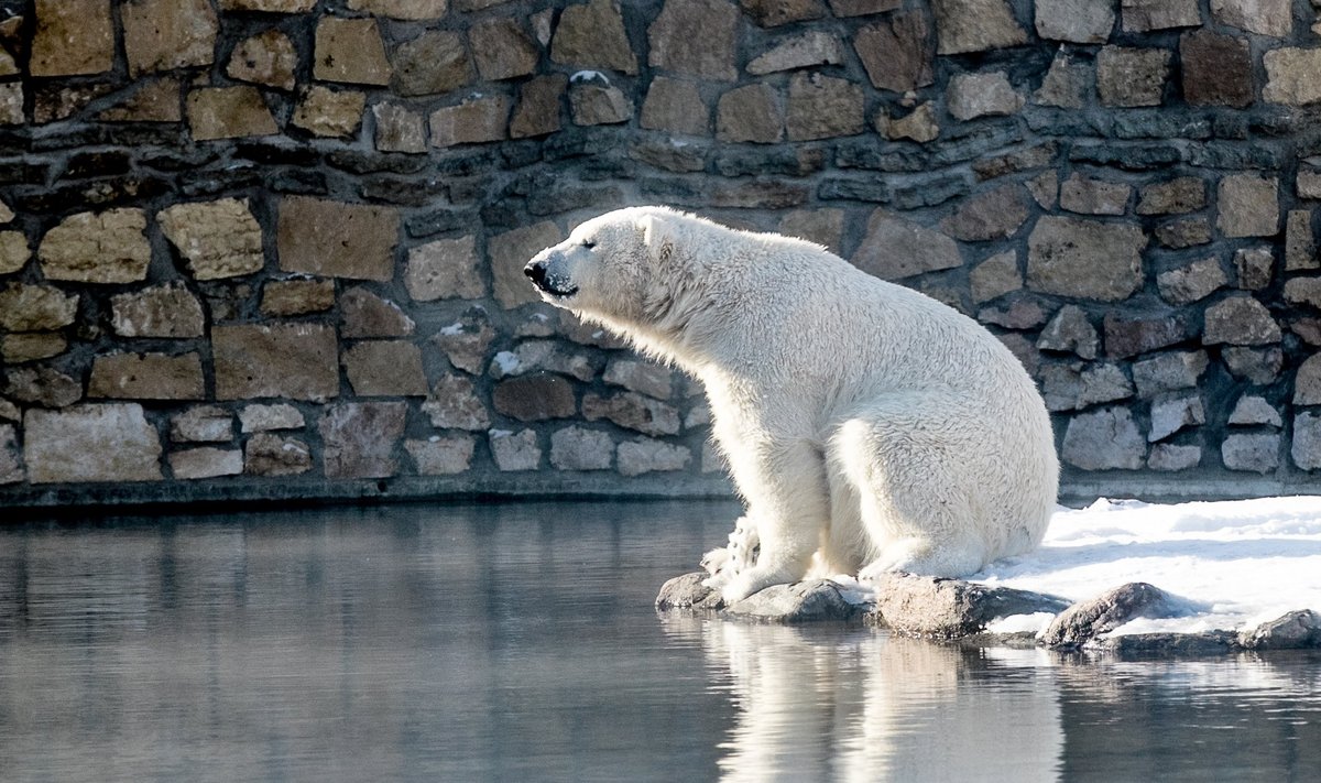 Jääkarud loomaias