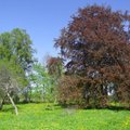 Eestit läheb Euroopa aasta puu konkursile esindama Reigi punane pöök