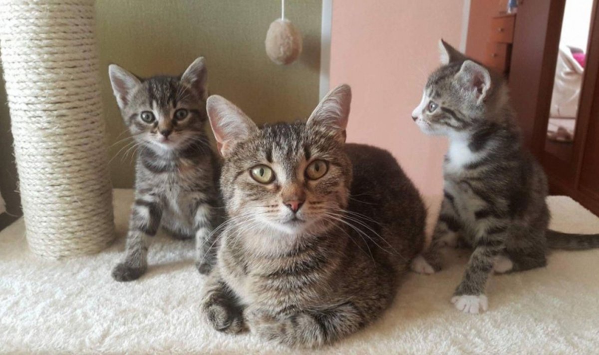 Selle kassiema nimi on Betty-Liis ja ta ootab koos poegadega kodupakkumisi hoiukodus. Vaata lähemalt siit: https://www.pesaleidja.ee/loomad/betty-liis-3813