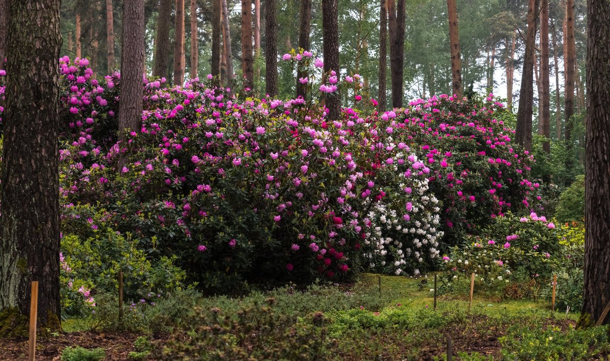 Rododendroneile sobib hästi kasvukoht männimetsa all.