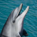 Teadlased andsid delfiinidele LSD-d, lootes nii nendega suhtlema õppida