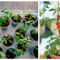 TASUB TEADA | Praegu on hea aeg hakata tomateid ette kasvatama