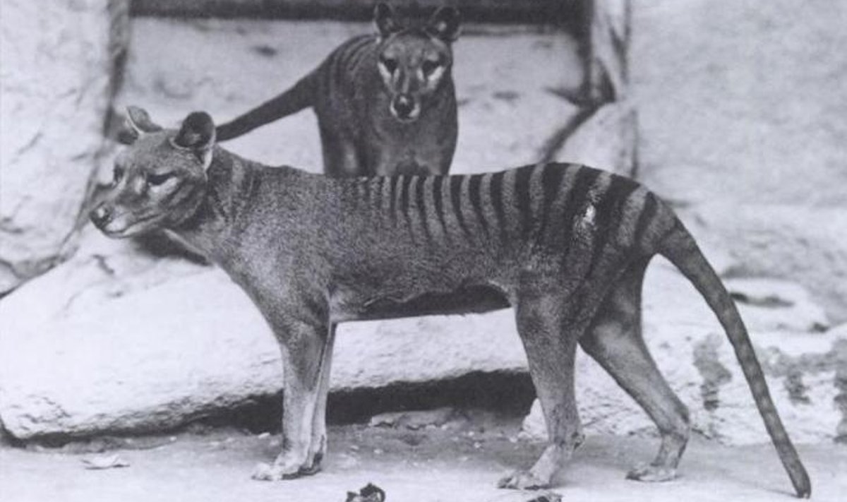 Tasmaania tiigrid loomaaias