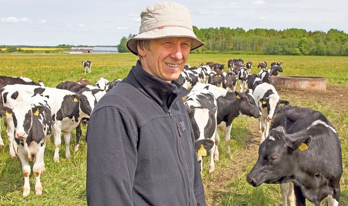 “Meil on kokku üle 900 looma – vasikad on vabalt karjamaadel ja lehmad vabapidamislaudas,“ räägib Metstaguse Agro juhataja Teet Kallakmaa, kes eduka ettevõtjana  on pälvinud Järva-Jaani valla teenetemärgi.