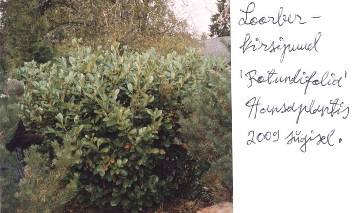 Loorber-kirsipuud 'Rotundifolia' Hansaplantis 2009 sügisel.
