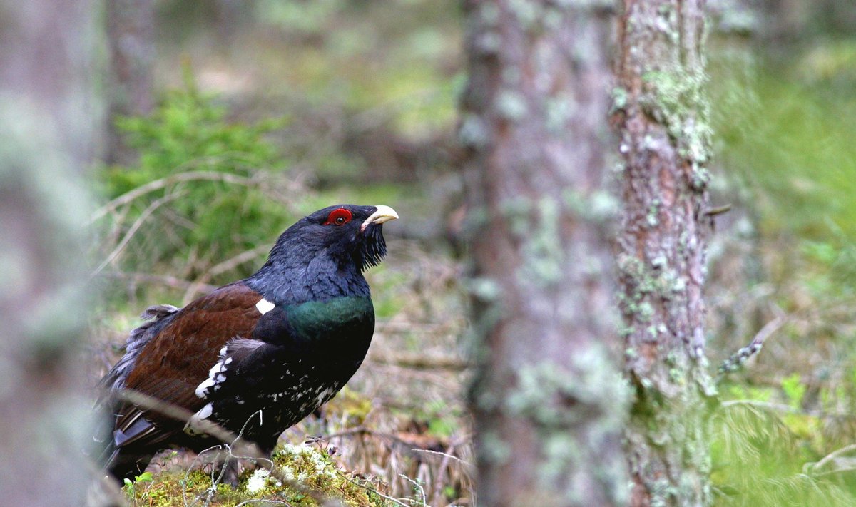 PEATEGELANE: Läbi Pärnumaa metsade kulgev Rail Baltic ohustab metsise elu. Fotol isane lind.