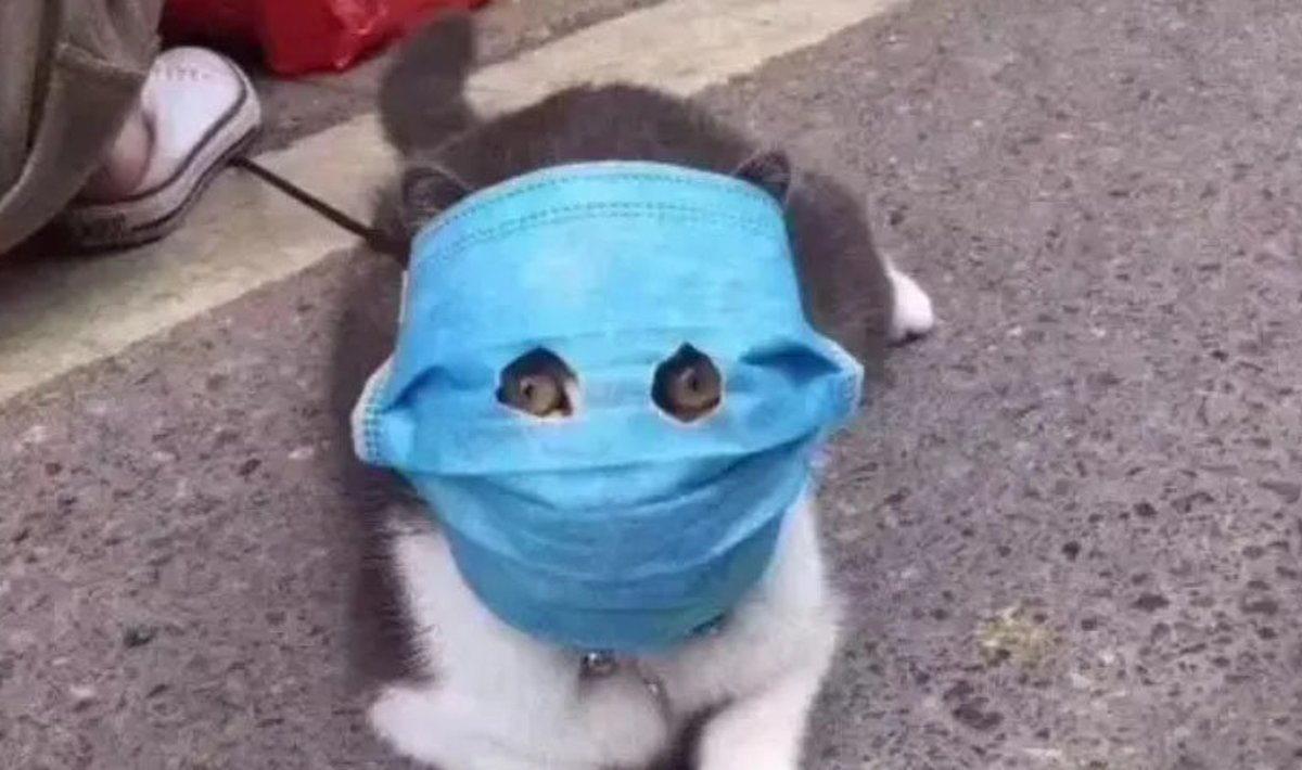 Igaks juhuks kannavad hiina kassid maske