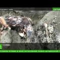 2000 aasta vanusest Lõuna-Siberi hauast leiti peegliga sängitatud „uinuv kaunitar“