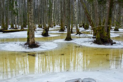 Vesi tungib metsa ja hakkab Soomaa loodust suurveeks ette valmistama. Fototehnika • Nikon D810   Nikkor PC-E 45mm. F11, 1/13, ISO 200.