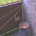 LUGEJA VIDEO: Orav tungib kortermaja rõdule