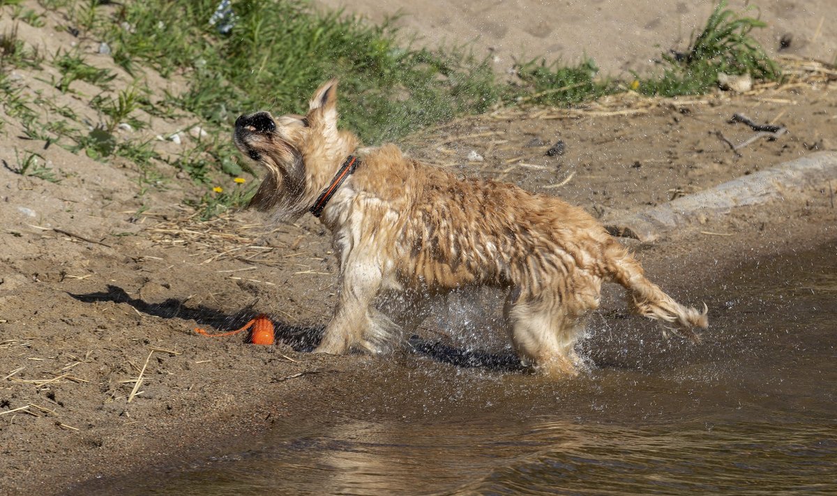 Veepääste treening koertele