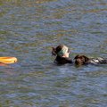 VIDEO ja FOTOD | Vaata, kuidas treeningu läbinud koer veest uppuva inimese päästab