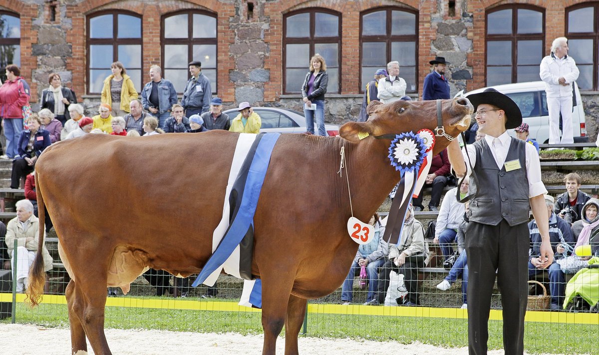 Tartu Agro punased lehmad on olnud edukad nii näitustel kui ka tootmises.
