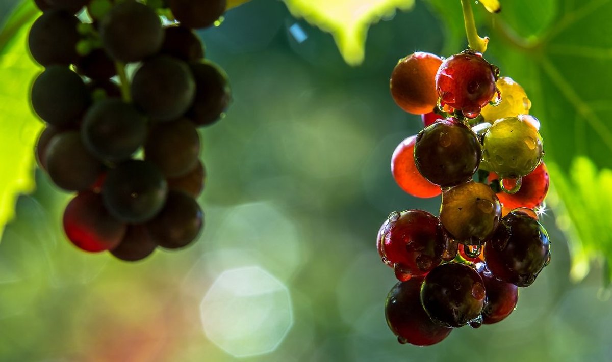Eesti viinamarjad nagu Itaalias