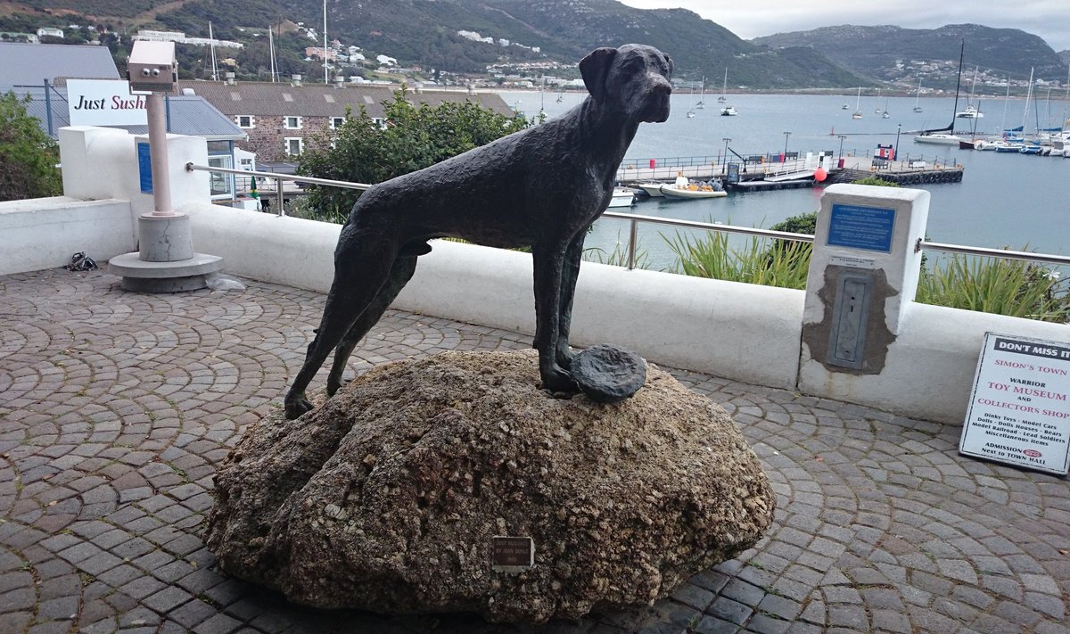 Simonstowni kuulus dogi, kes ootas II maailmasõja ajal kaldal meremehi.