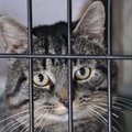 Тартуский приют для бездомных домашних животных обвиняют в необоснованном убийстве потерявшихся кошек