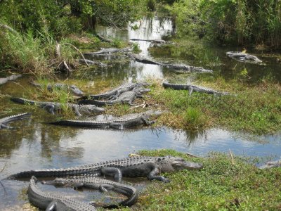 Everglades'i märgala