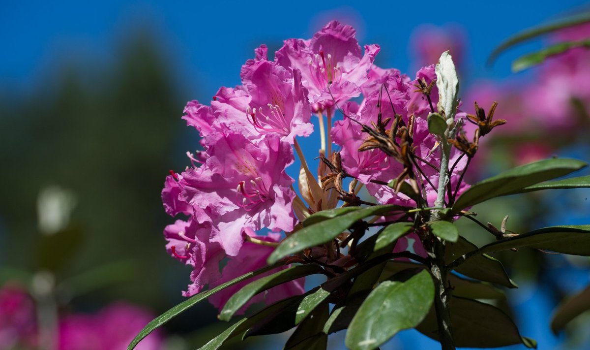 Smirnovi rododendroni õisik, millest saab sadu seemneid.