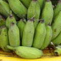 Geneetiliselt muundatud banaan Austraaliast suudab päästa Aafrika laste elusid