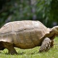 Четвероногий друг оказался черепахой! Тайская семья приручила рептилию