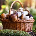 10 levinud viga, mida tuleb seente ostmisel, säilitamisel ja tarbimisel kindlasti vältida