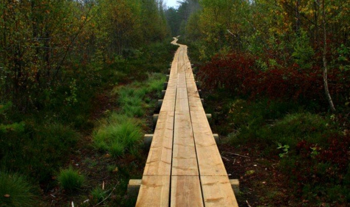 Pääsküla raba laudtee (Foto: Nõmme Sõnumid)