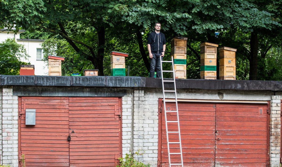 Erki Naumanis peab mesilasi ka oma koduhoovis Endla tänava graažide katusel.