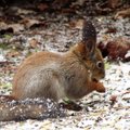 Leili metsalood | Kevadet tasub otsida linnurahva tegemistest. Trepil istudes tabasin nende toitu mekkinud orava