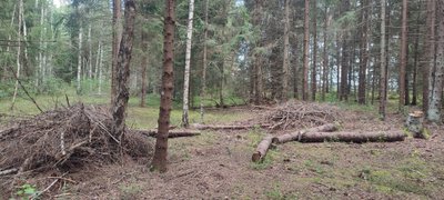 Harvenduse raiejäätmed on kokku korjatud ja ootavad hakkesse viimist.