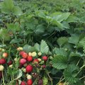FOTOD | Nutune pilt: paduvihm muutis maasikakasvatajate olukorra veelgi hullemaks, marjad on riknemas