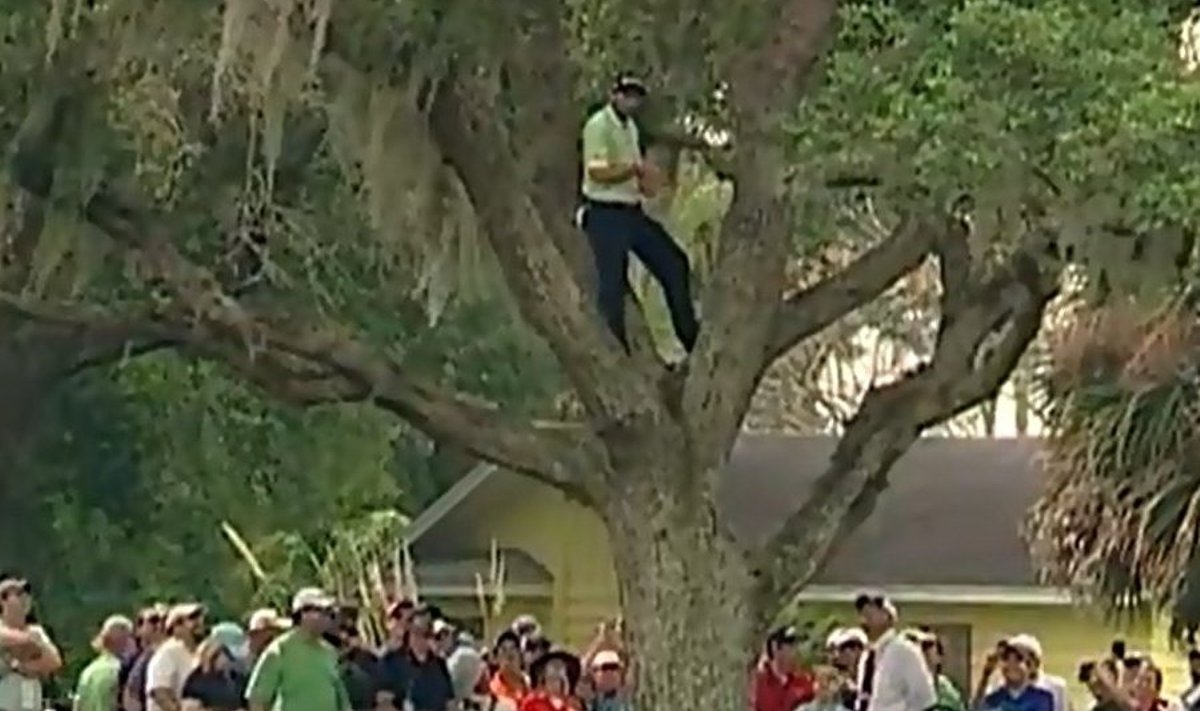 Golfimängija Sergio Garcia puu otsas