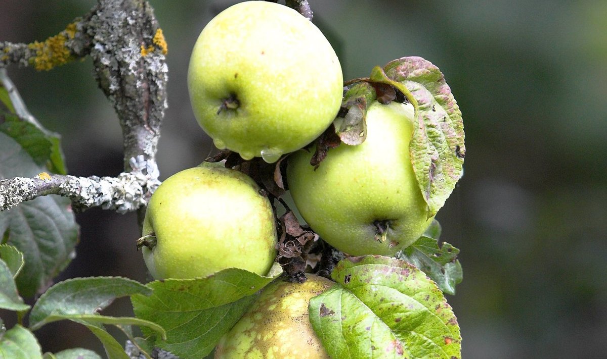 Sügisene õunapuu