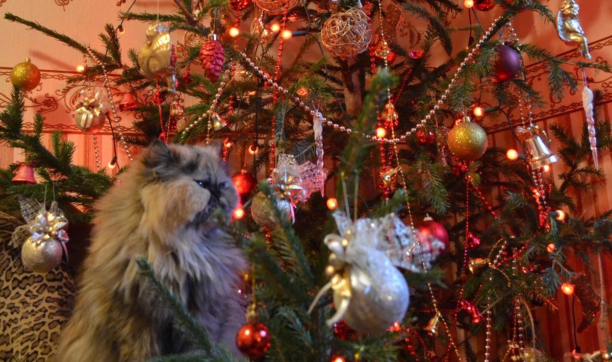 Fotovõistlus “Pühad minu kodus”: Roosaka varjundiga kaunis jõulupuu koos kassiga