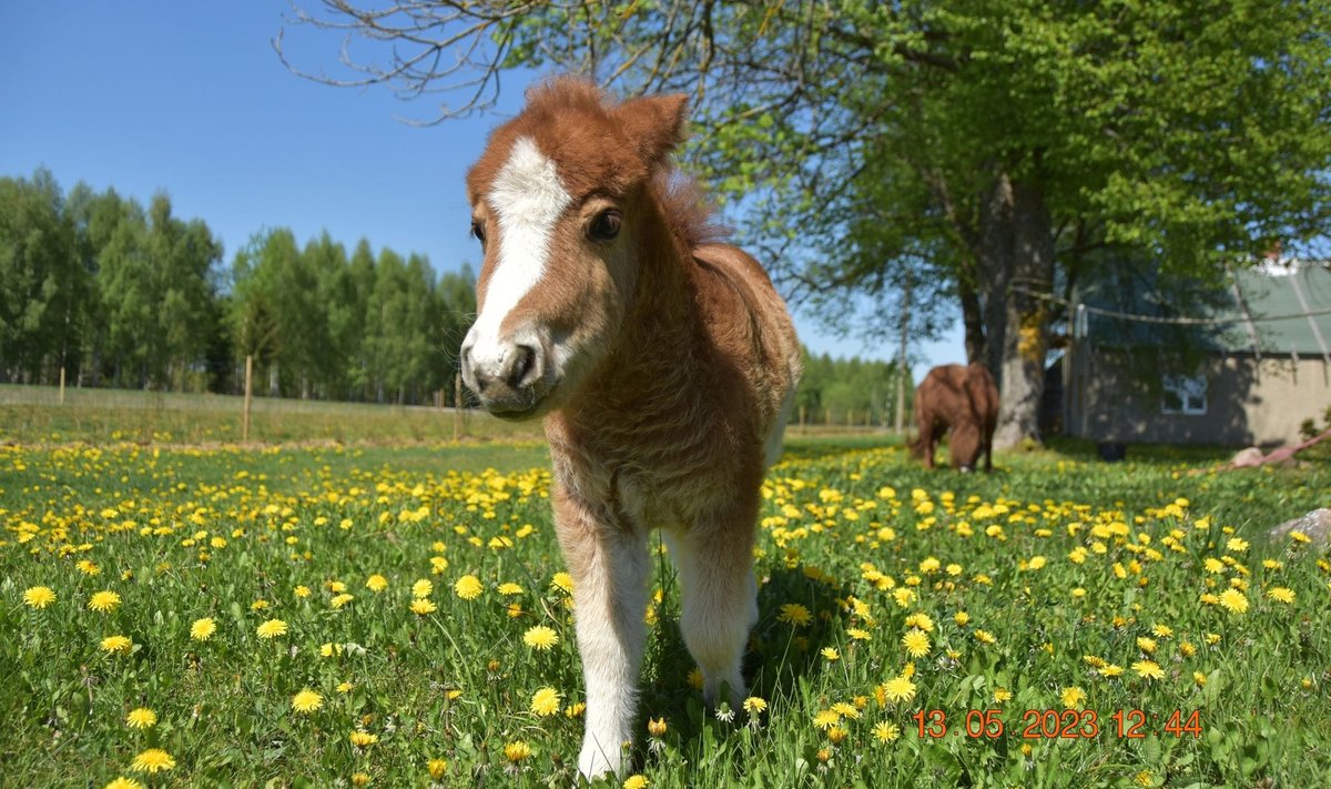 Poni Sofia ootab alati külalisi!