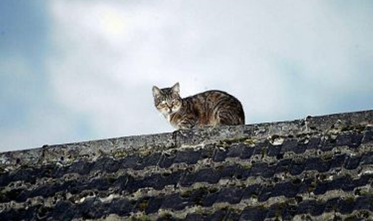 Kass katusel