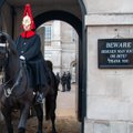 В Лондоне туристка потеряла сознание после того, как ее укусила лошадь королевской охраны