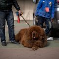 Üllatus Hiina perekonnas: koera pähe võetud lemmikloom osutus hoopis karuks