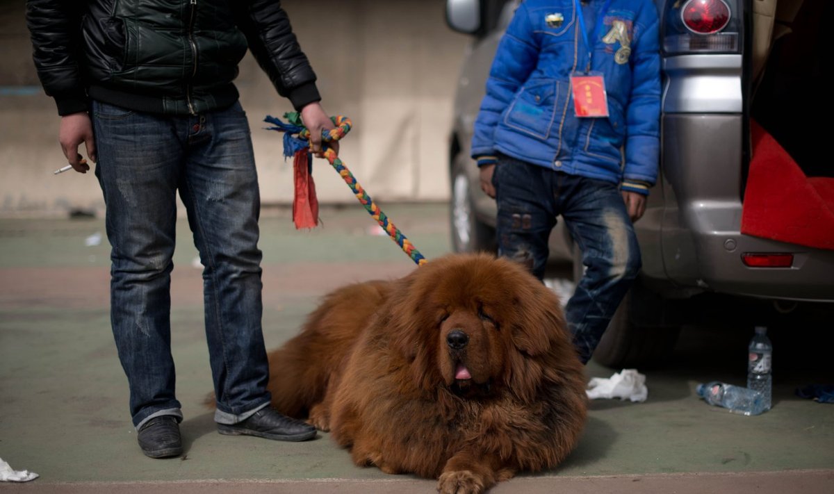 Tiibeti mastif - loom, kelleks Yuni perekond oma lemmikut pidas. 